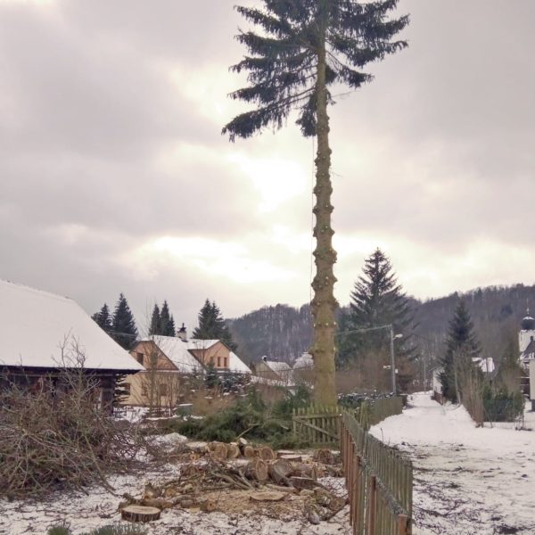 rizikové kácení stromolezeckou technikou