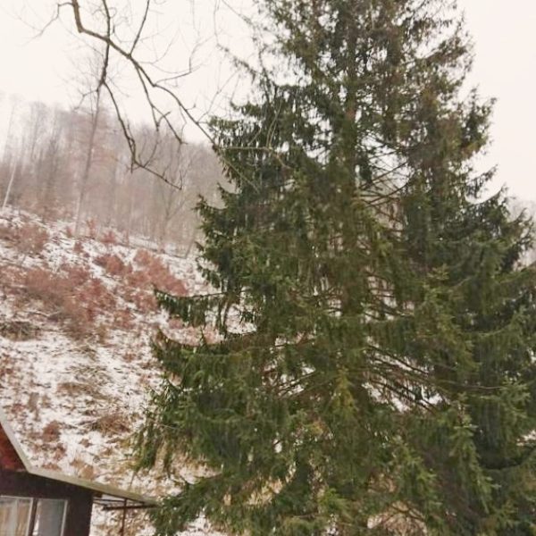 rizikové kácení stromolezeckou technikou