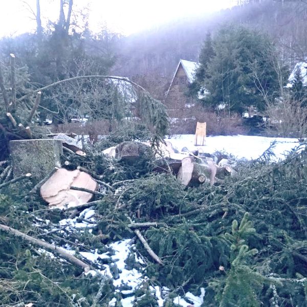 zpracování pokáceného stromu