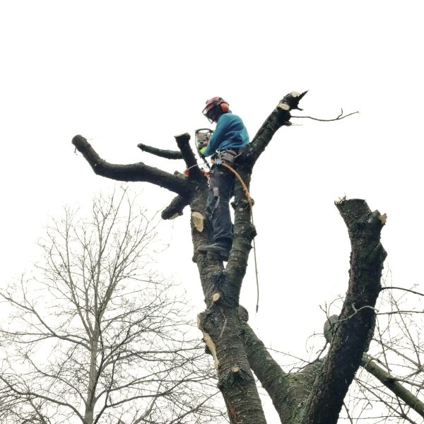 rizikové kácení stromolezeckou technikou