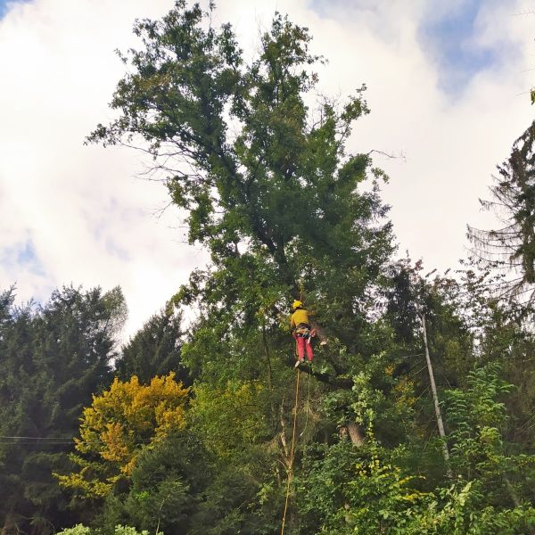 rizikové kácení stromolezeckou technikou