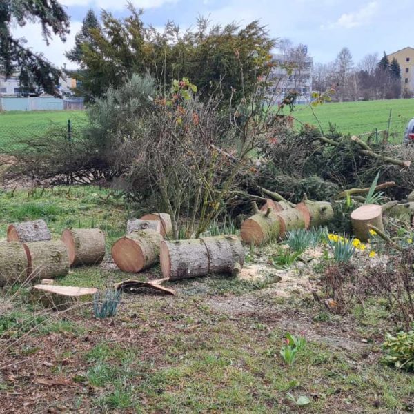 zpracování pokáceného stromu