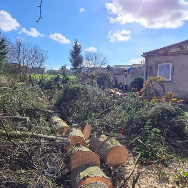 zpracování pokáceného stromu