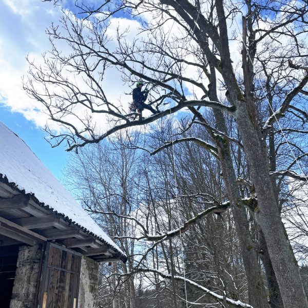 rizikové kácení stromolezeckou technikou