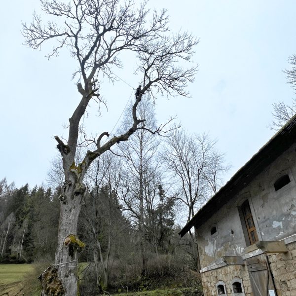 rizikové kácení stromolezeckou technikou