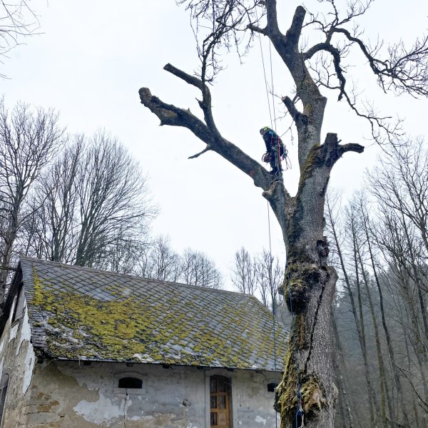 rizikové kácení stromolezeckou technikou