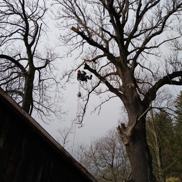 rizikové kácení stromolezeckou technikou